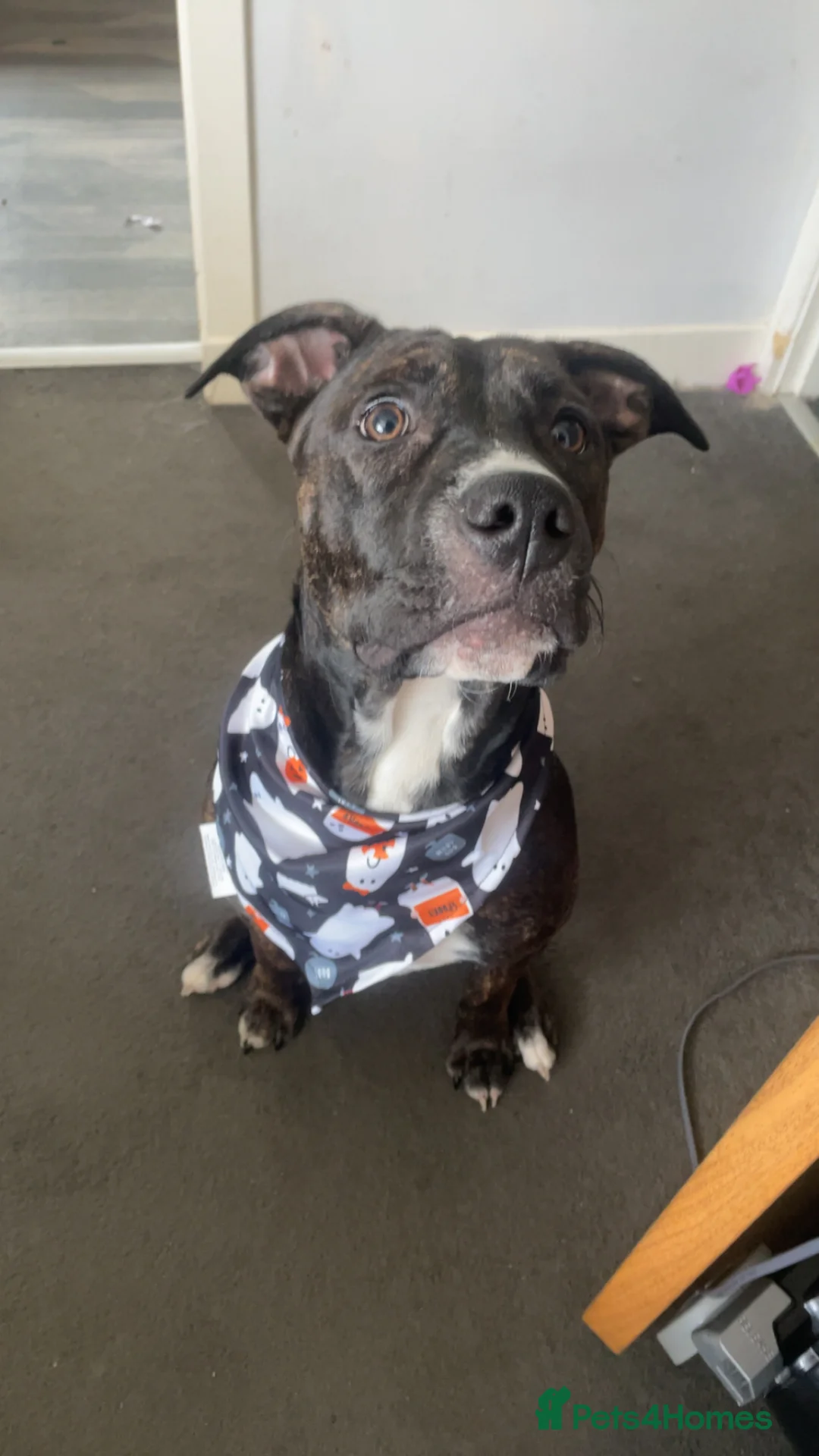 American Bull Staffy dogs for sale: loving home needed  in Fraserburgh - Advert 1