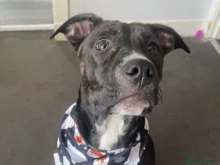 American Bull Staffy dogs loving home needed in Fraserburgh - Advert 7