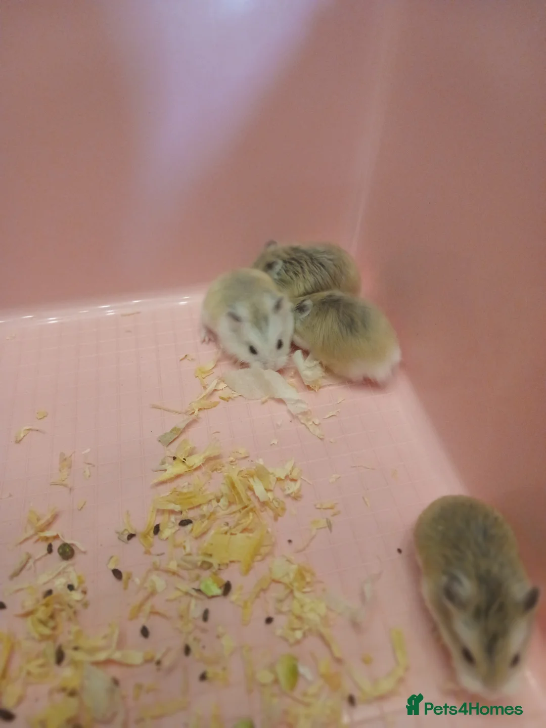 Hamster rodents for sale: Hamster  - Advert 2