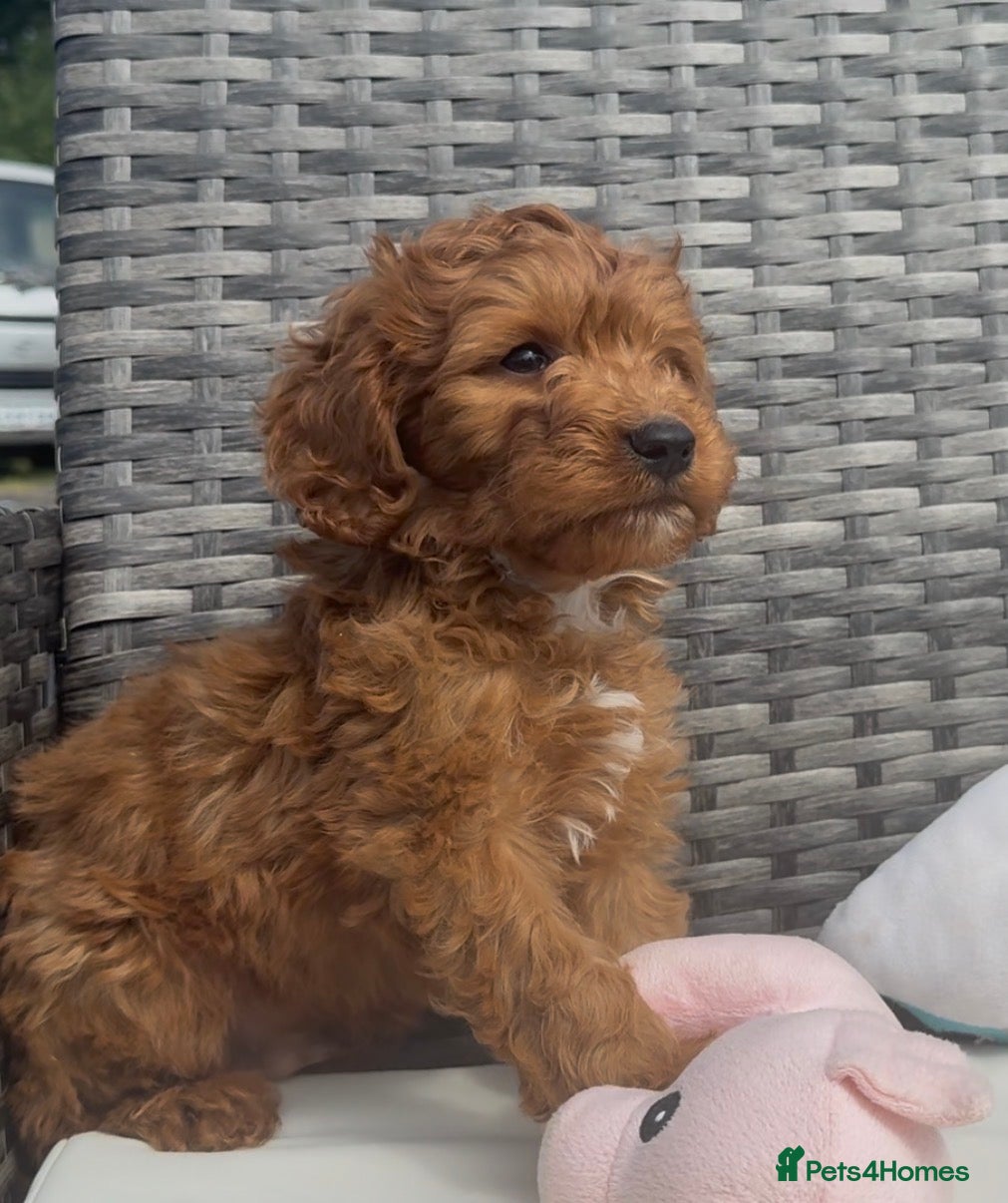 Cockapoo dogs F1 Deep Fox Red Cockapoo Boy - Advert 2
