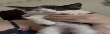 kitten 3(simba)