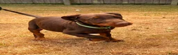 Dobermann dogs for sale: Beautiful family dobermans * 2 boys ready to go* - Advert 5