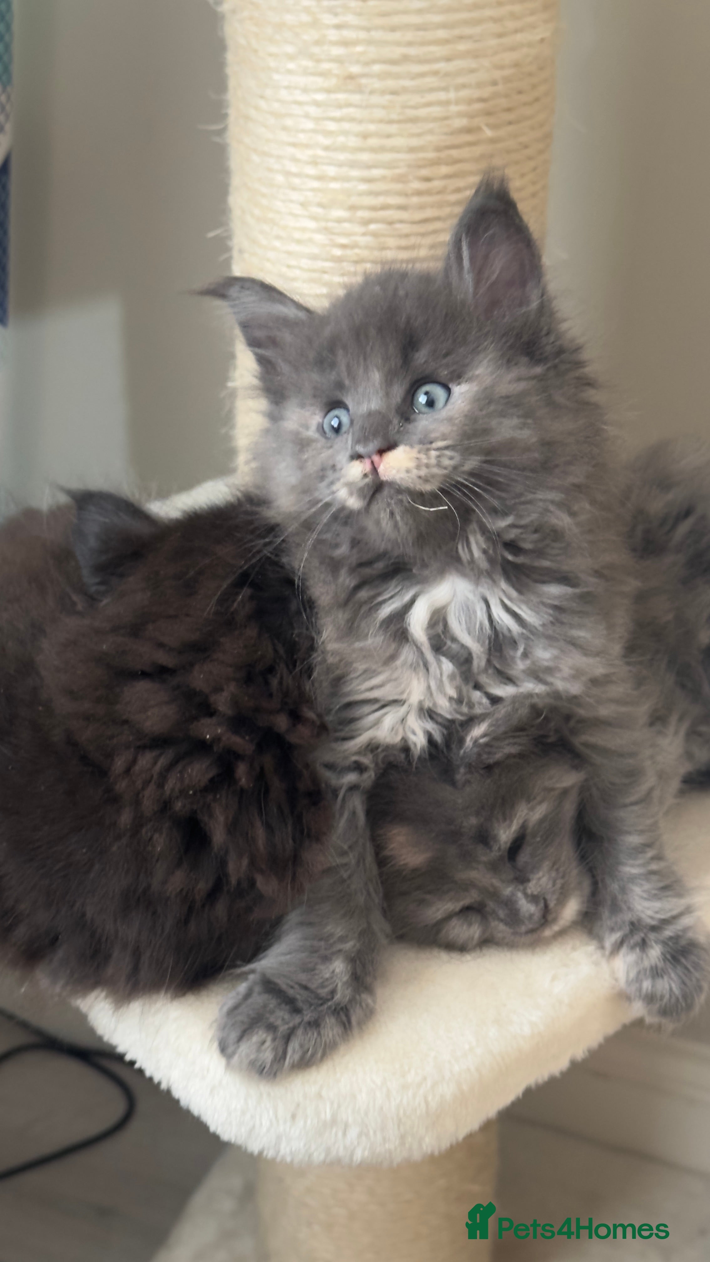 Maine Coon cats Stunning TICA Registered Maine Coon Kittens - Advert 13