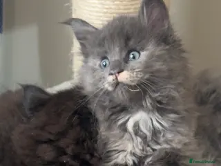 Maine Coon cats Stunning TICA Registered Maine Coon Kittens - Advert 13