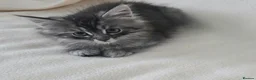 Maine Coon cats for sale: Beautiful mainecoon cross kitten in Wantage - Advert 2