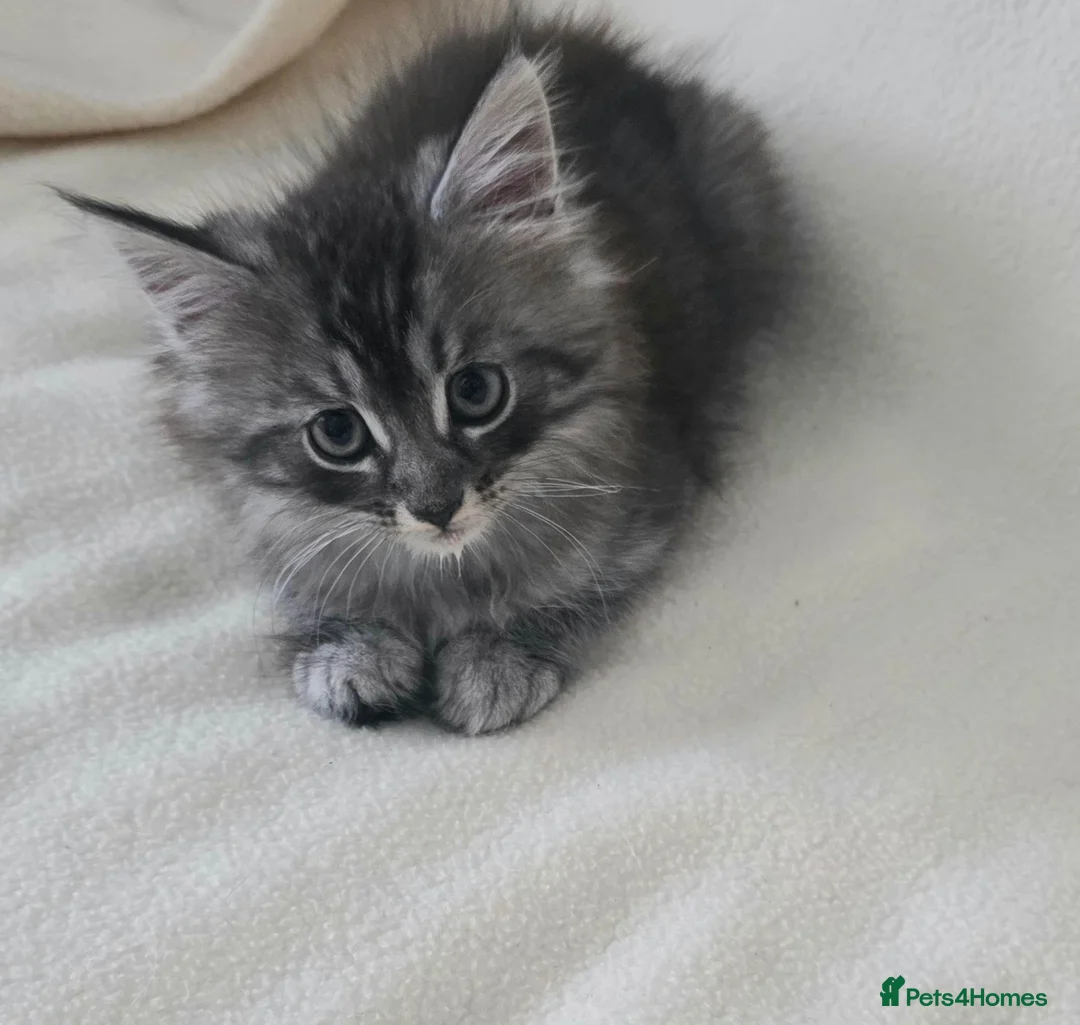 Maine Coon cats for sale: Beautiful mainecoon cross kitten in Wantage - Advert 2