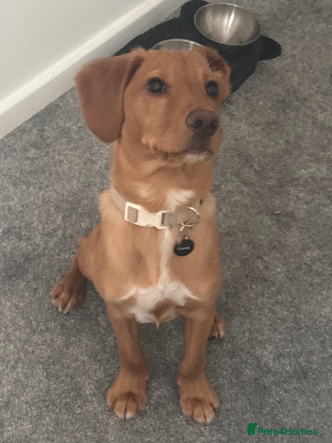 Cockerdor dogs for sale: Lab/Spaniel puppy - Advert 4