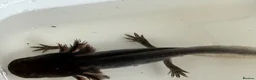 Axolotl reptiles for sale: Axolotl - Advert 7
