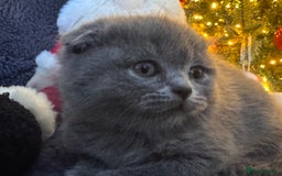 Scottish Fold cats for sale: Beautiful British Shorthair Scottish Fold Kittens - Advert 39