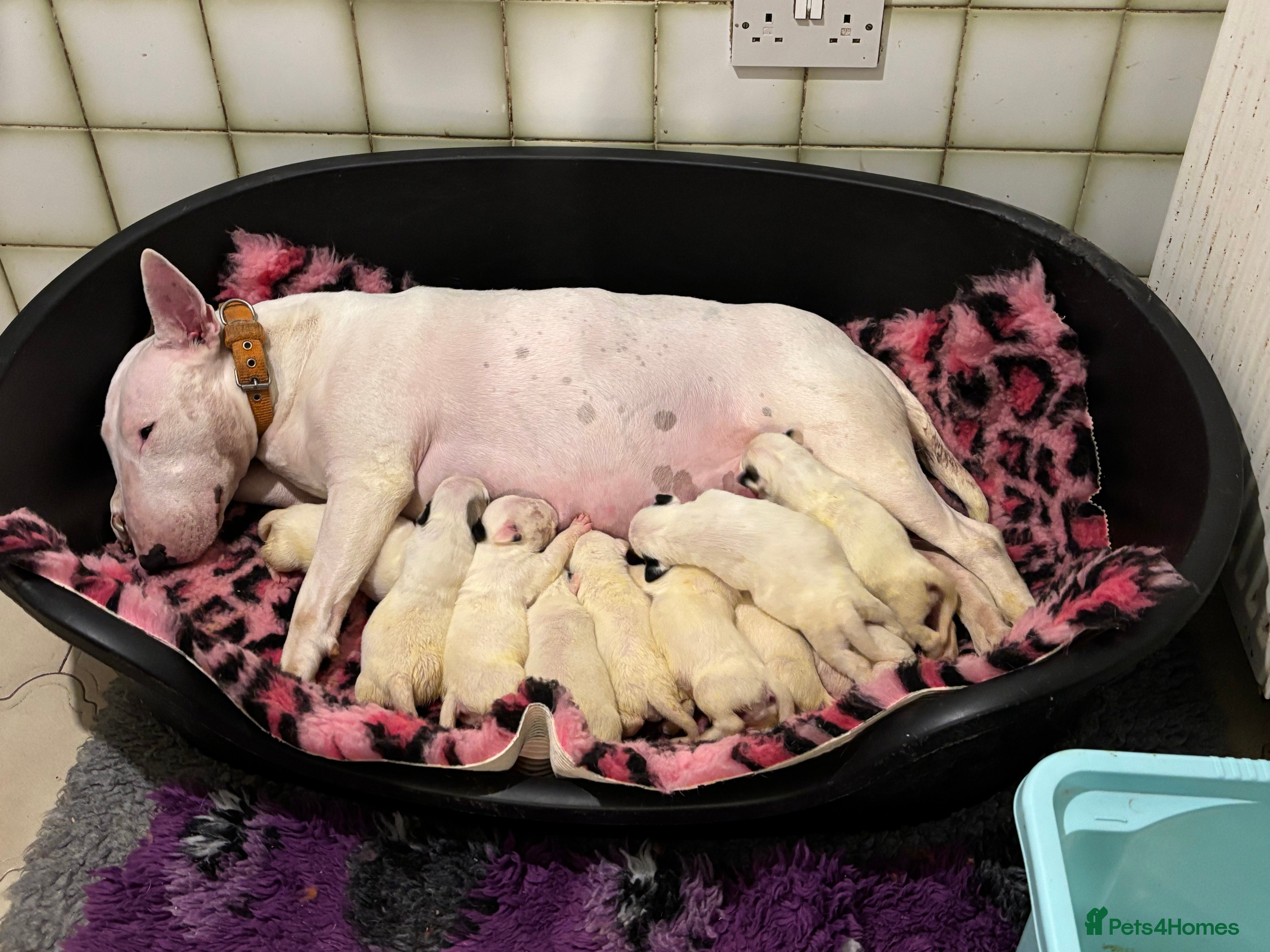 Bull Terrier dogs 🇬🇧🇬🇧BULLYVIEW BULL TERRIERS🇬🇧🇬🇧 - Advert 1