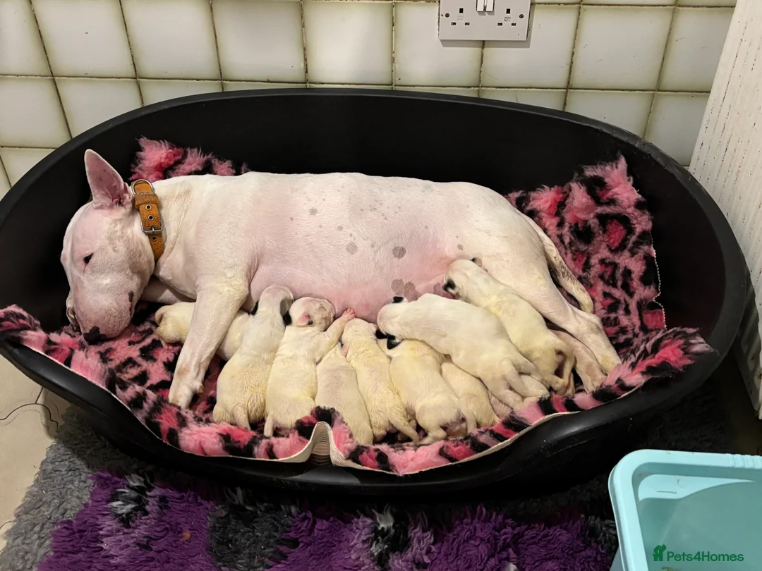 Bull Terrier dogs for sale: 🇬🇧🇬🇧BULLYVIEW BULL TERRIERS🇬🇧🇬🇧 - Advert 8