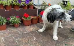 Mixed Breed dogs for adoption: Beautiful & Gentle KATALYA - for a Loving Home - Image 10