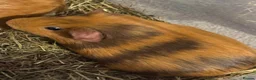 Guinea Pig rodents for sale: Female guinea pigs sisters  - Advert 2