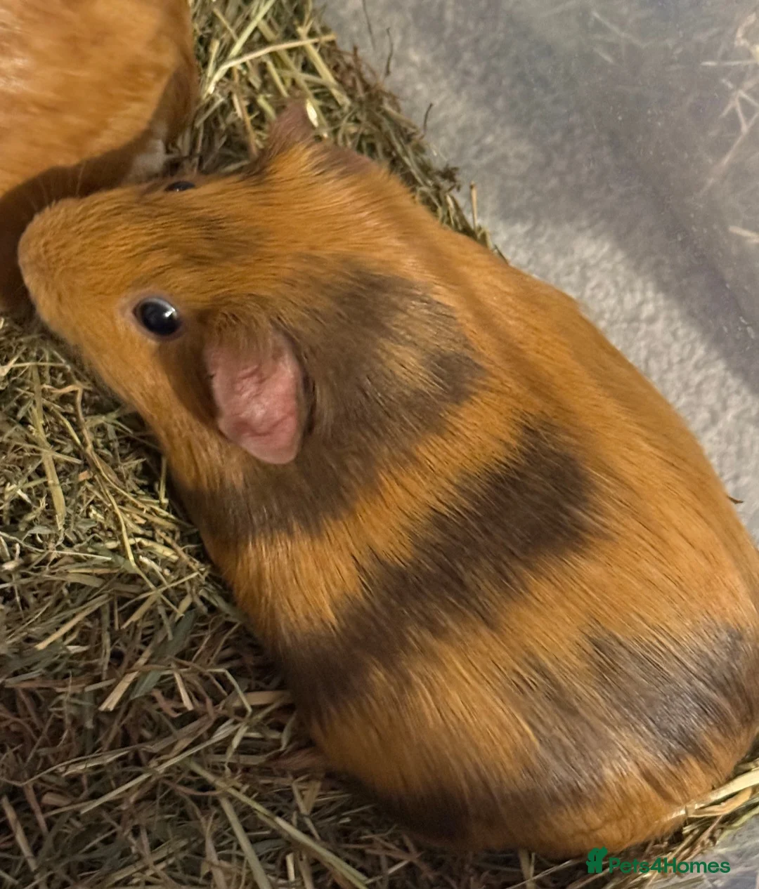 Guinea Pig rodents for sale: Female guinea pigs sisters  - Advert 2