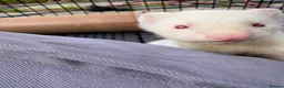 Ferret rodents for sale: Ferret kits for sale - Advert 3
