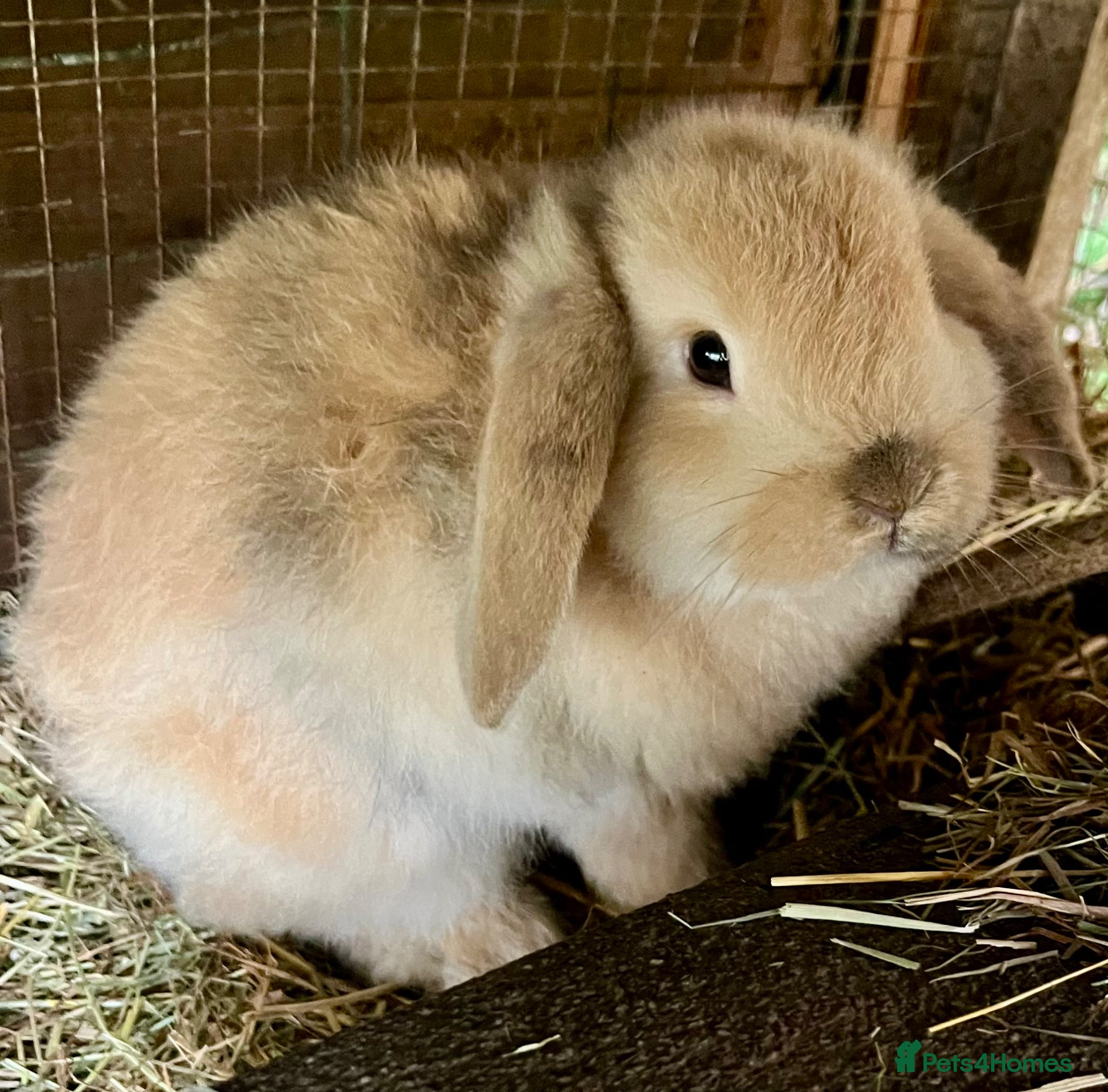Mini Lop rabbits Baby Mini Lop Bunnies  - Advert 1