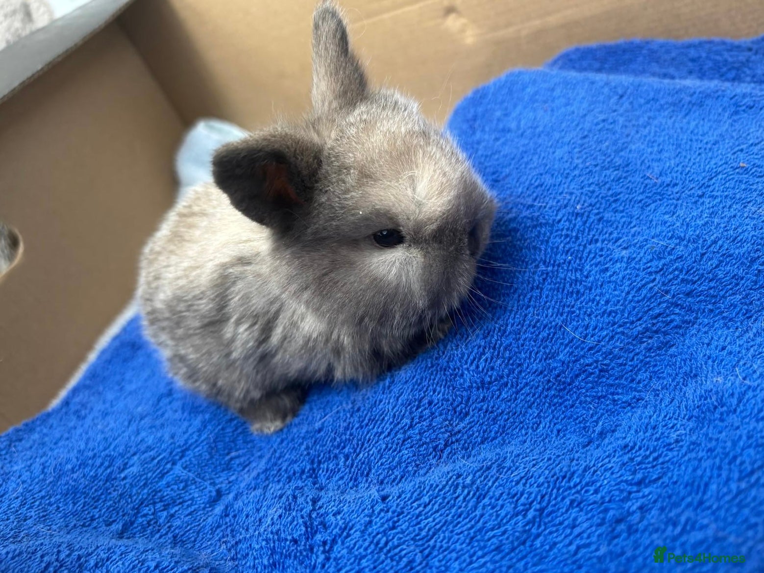 Mini Lop rabbits Gorgeous Mini Lops - Advert 12