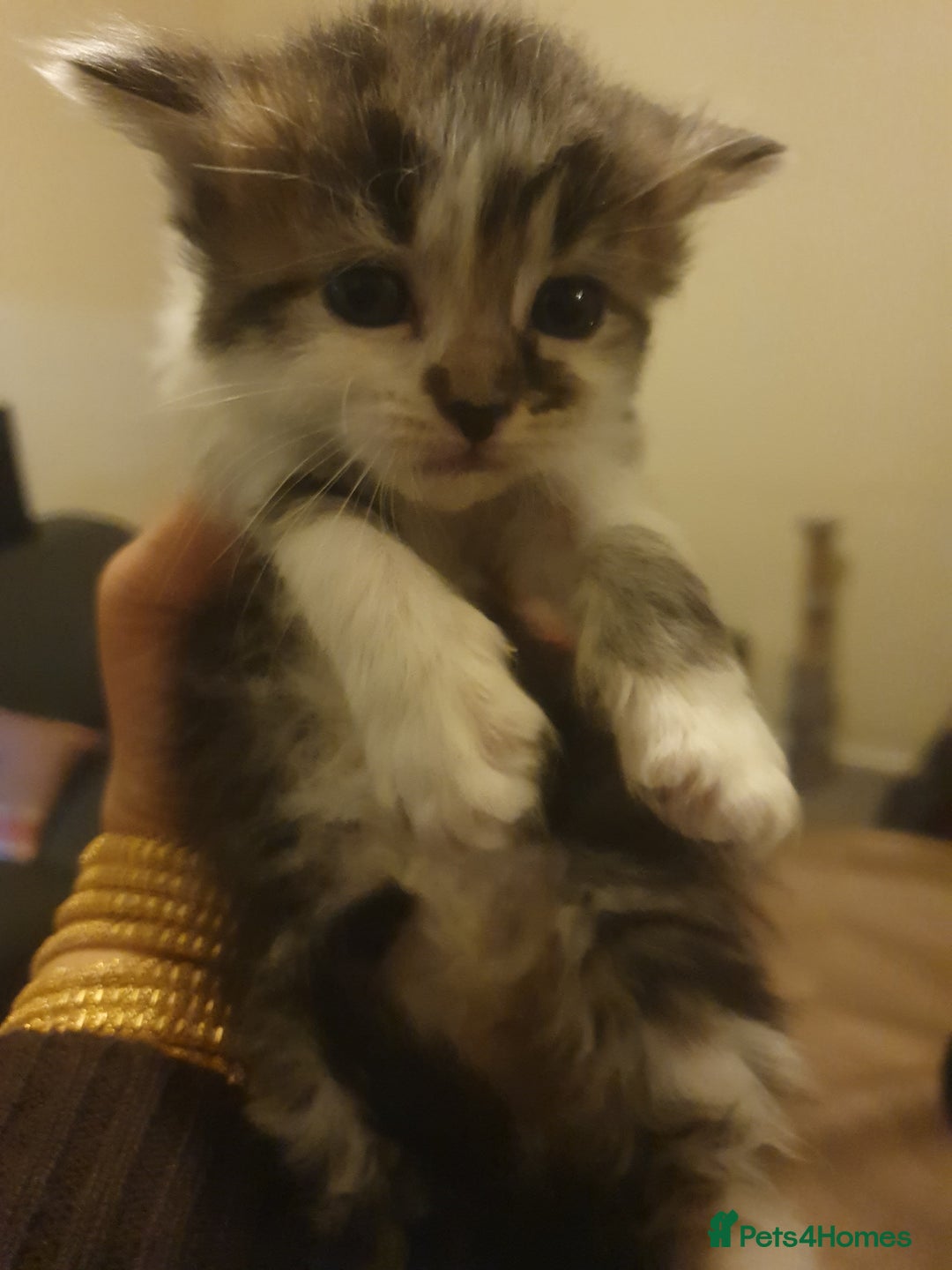 Mixed Breed cats for sale: Beautiful 3 kittens,born 20th August - Image 4