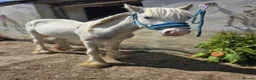 Irish Cob horses for sale: TGCA filly grey and blue - Advert 16