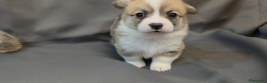Welsh Corgi Pembroke Puppy 6