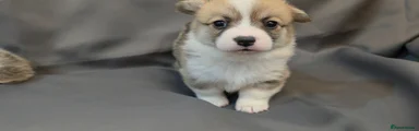 Welsh Corgi Pembroke Puppy 6