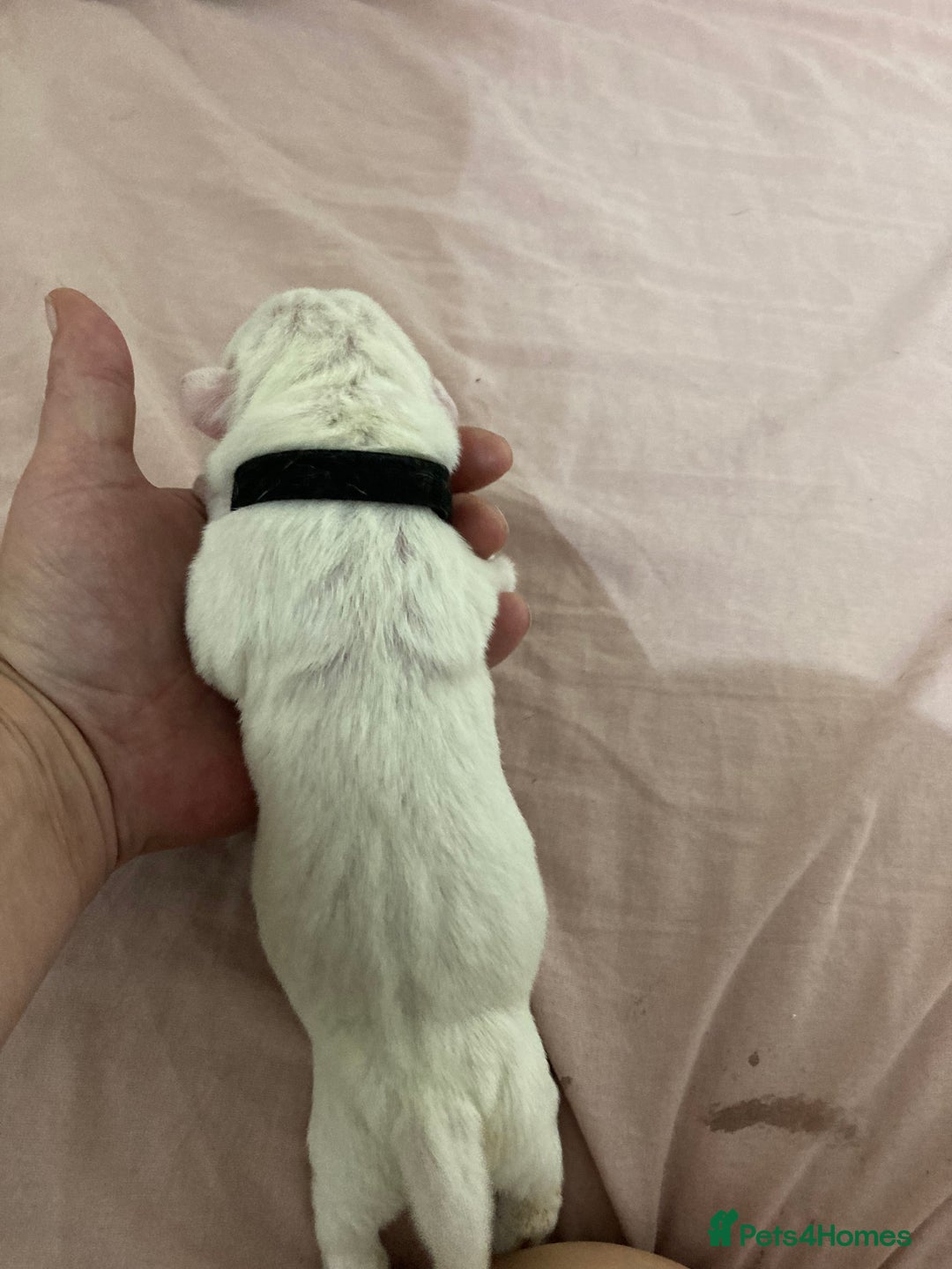 Mixed Breed dogs for sale: Mastiff x Staffy Puppies  - Advert 21