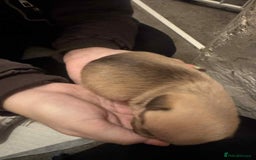 Chihuahua dogs for sale: Chihuahua girl pups  - Image 17