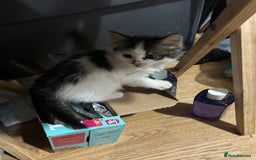 Mixed Breed cats for sale: Fluffy kittens  - Image 2