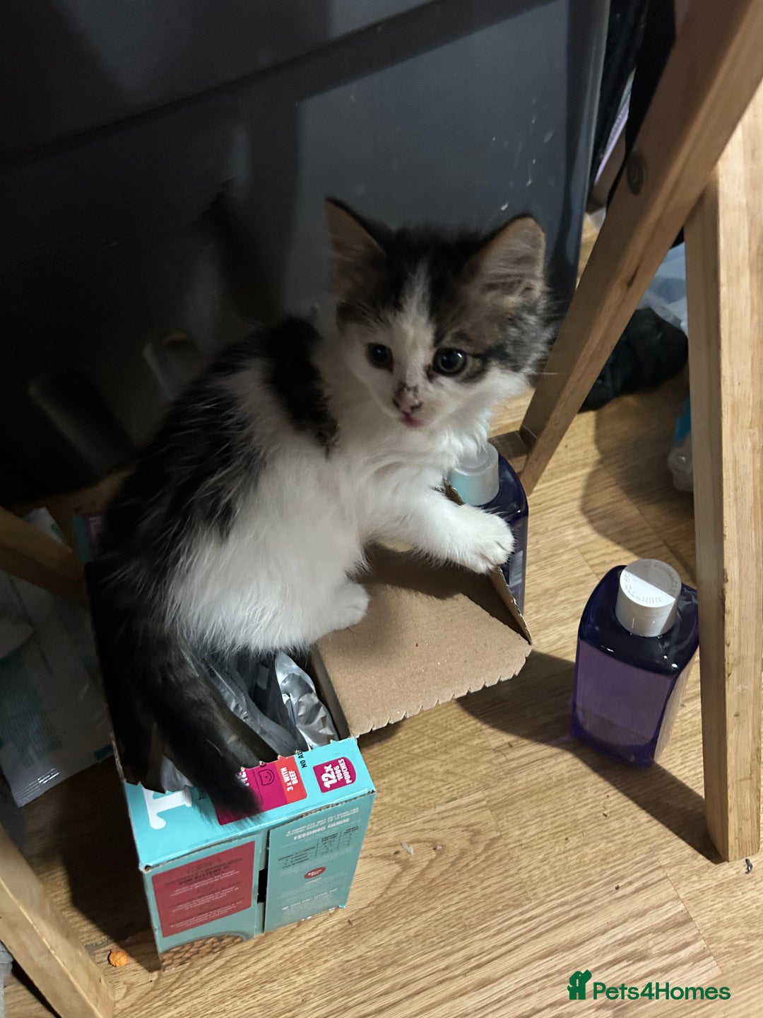 Mixed Breed cats for sale: Fluffy kittens  - Image 2