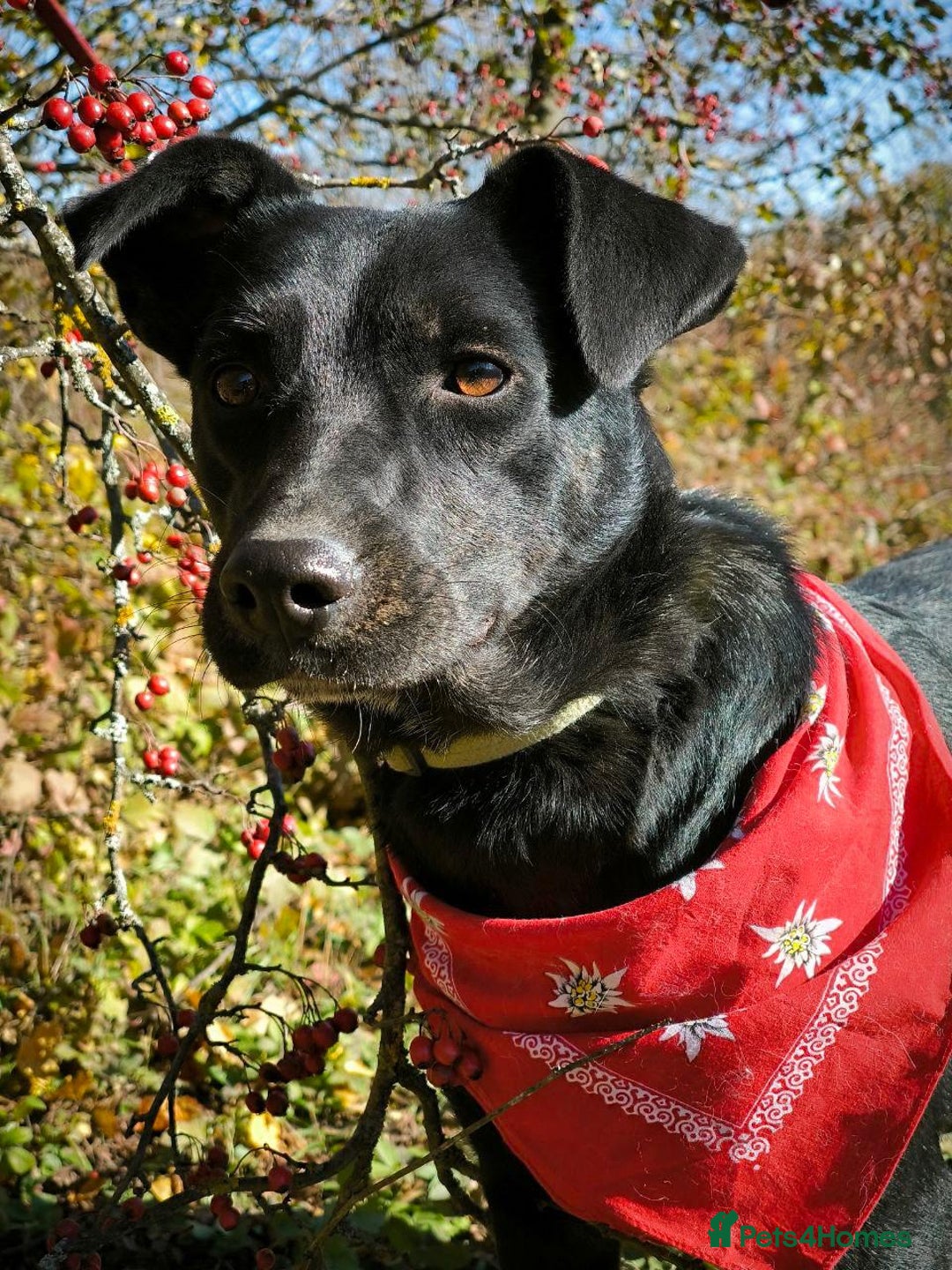 Mixed Breed dogs for adoption: ❤️Blacky❤️1.5 yo upper-medium girl-Labrador cross - Advert 1
