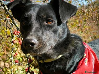 Mixed Breed dogs ❤️Blacky❤️1.5 yo upper-medium girl-Labrador cross - Advert 1