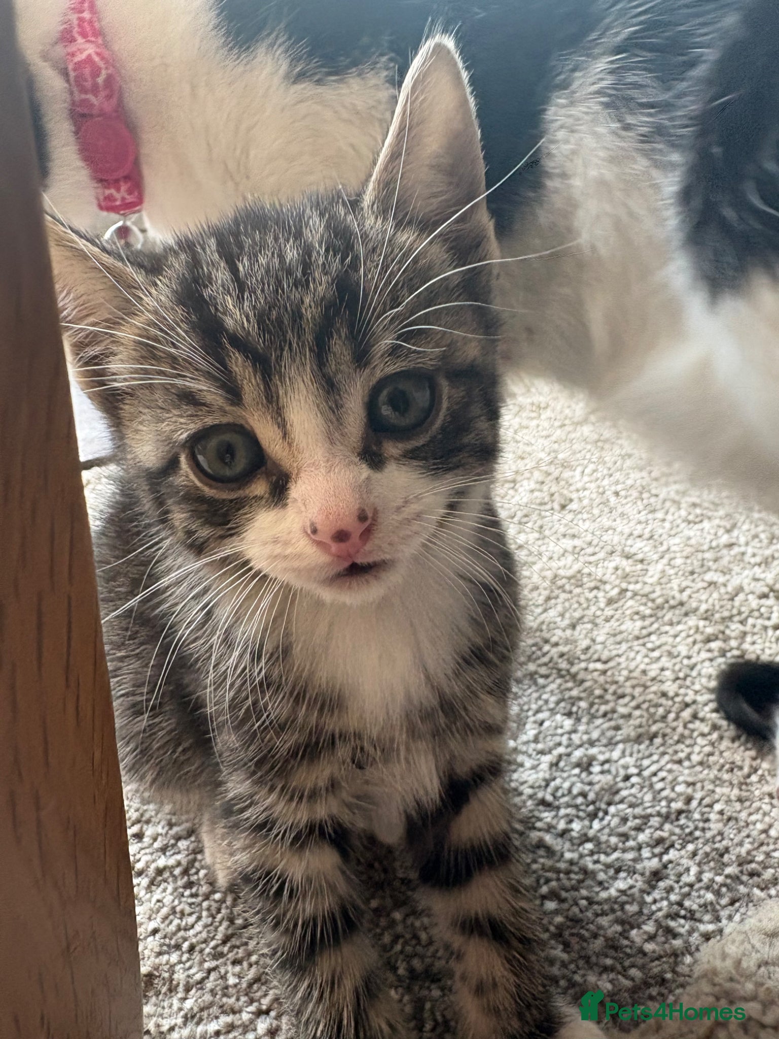 Mixed Breed cats Kittens ready to leave  - Advert 2