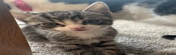Mixed Breed cats for sale: Kittens ready to leave  - Advert 1