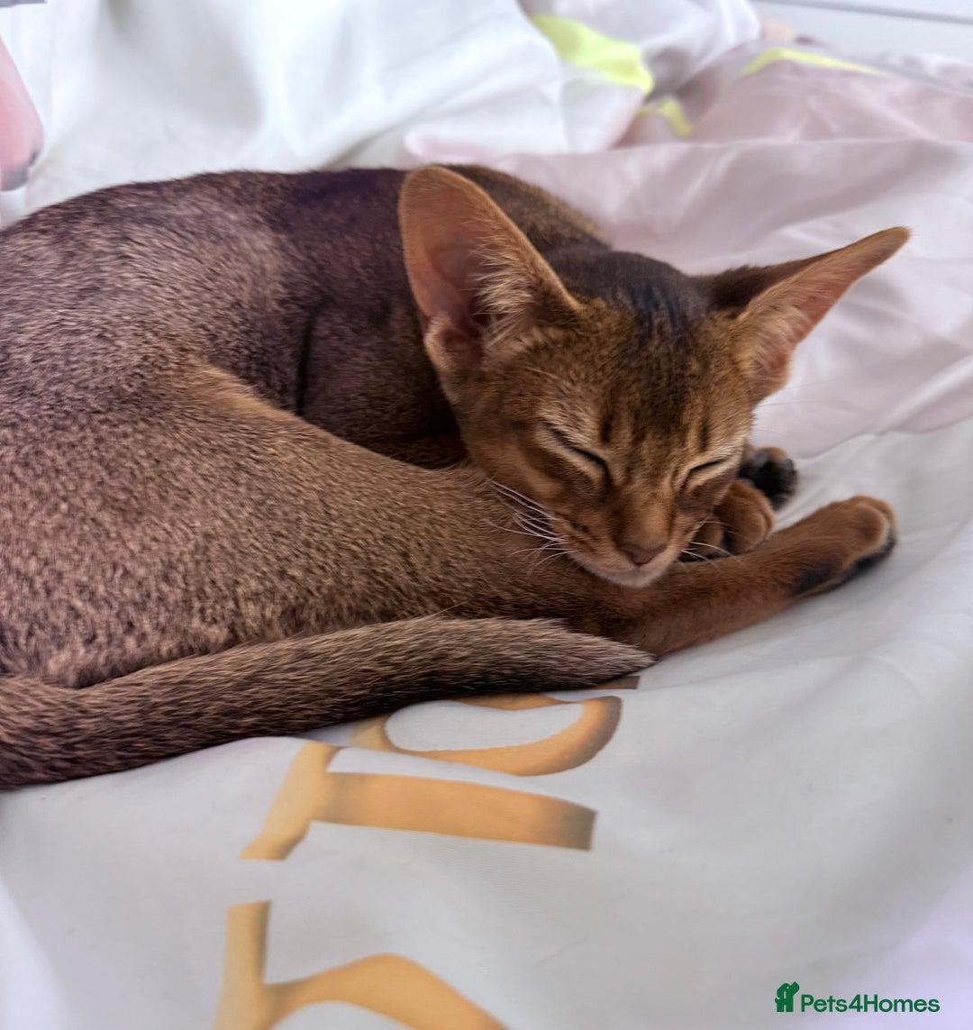 Abyssinian cats for sale: One little girls looking for new homes  - Image 4