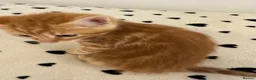 Mixed Breed cats for sale: Gorgeous Ginger & Fluffy Tabby Kittens - Advert 28