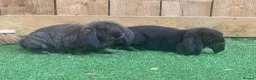 French Lop rabbits for sale: Proper French lops! - Advert 2