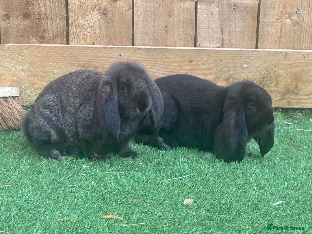 French Lop rabbits for sale: Proper French lops! - Advert 2