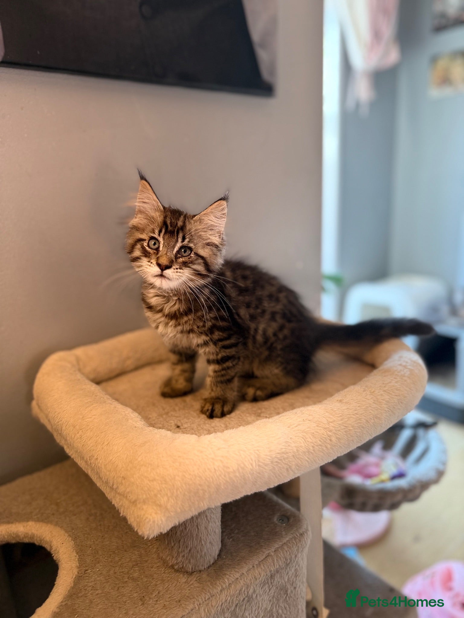 Maine Coon cats Stunning Mainecoon kittens ready now 1 boy 2girls  - Advert 18
