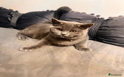 British Shorthair cats for sale: Beautiful Grey Male Cat – Ready for a New Home - Image 3