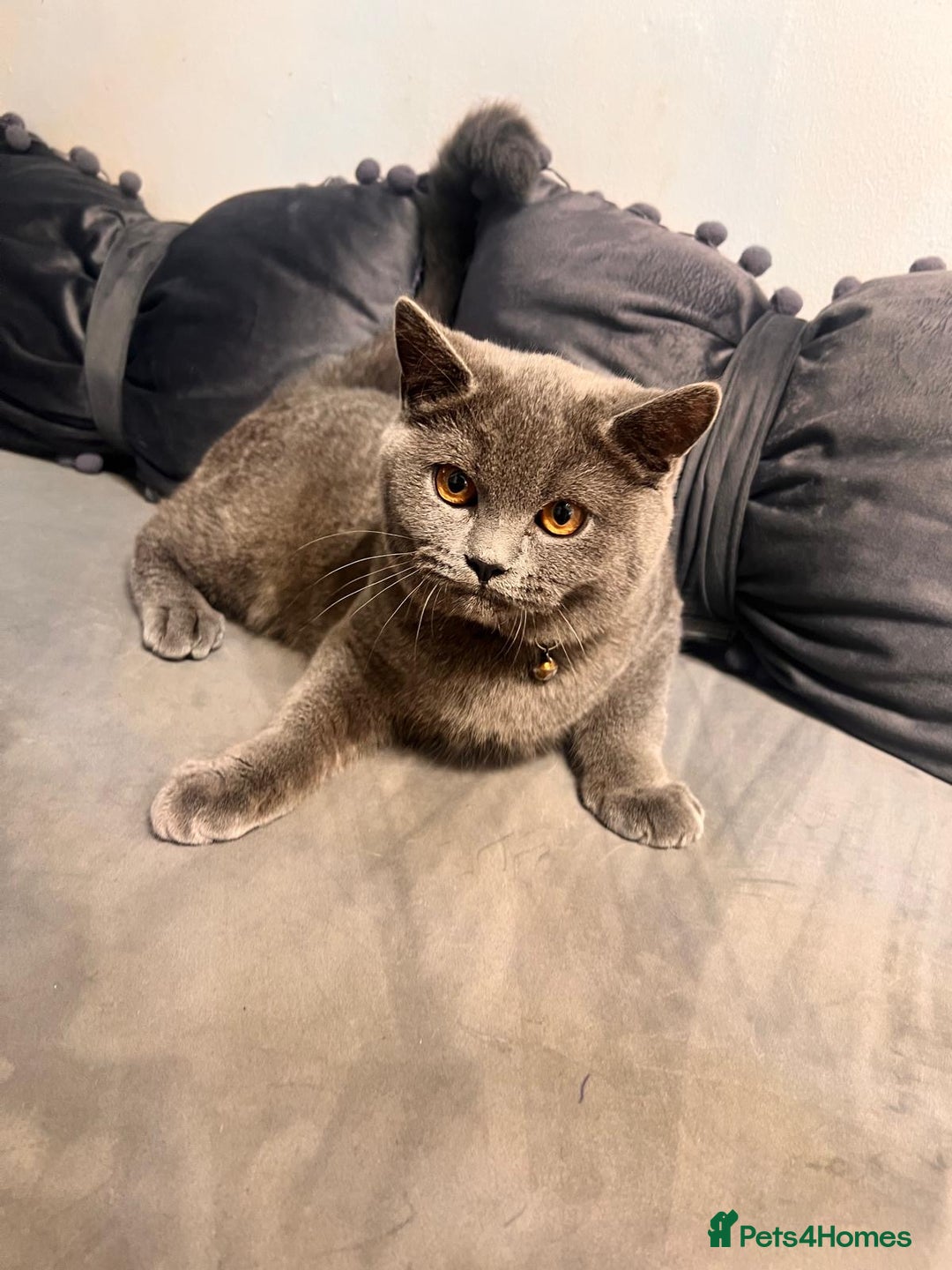 British Shorthair cats for sale: Beautiful Grey Male Cat – Ready for a New Home - Image 3