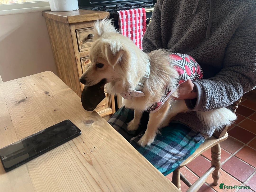 Miniature Dachshund dogs for sale: Dapple mini dachshund & long haired daxi cross - Advert 14