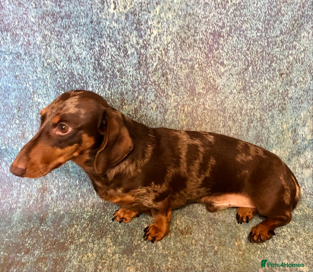 Miniature Dachshund dogs for stud: Mini Dachshund Boy for Stud, KC reg, Choc Dapple in Salford - Advert 6