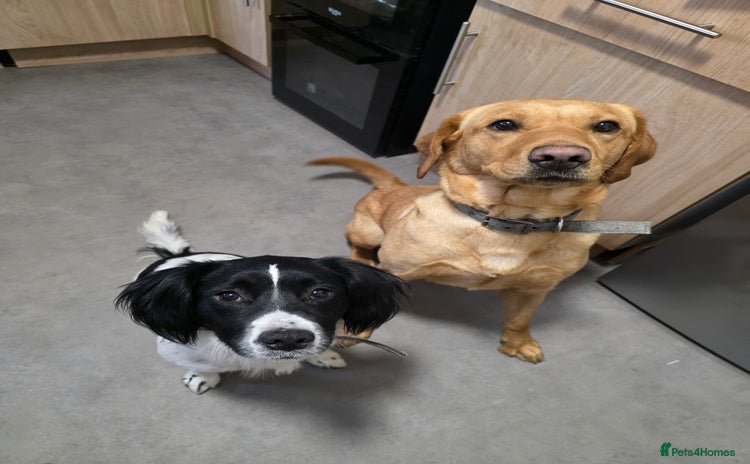 Sprocker dogs - Advert 1