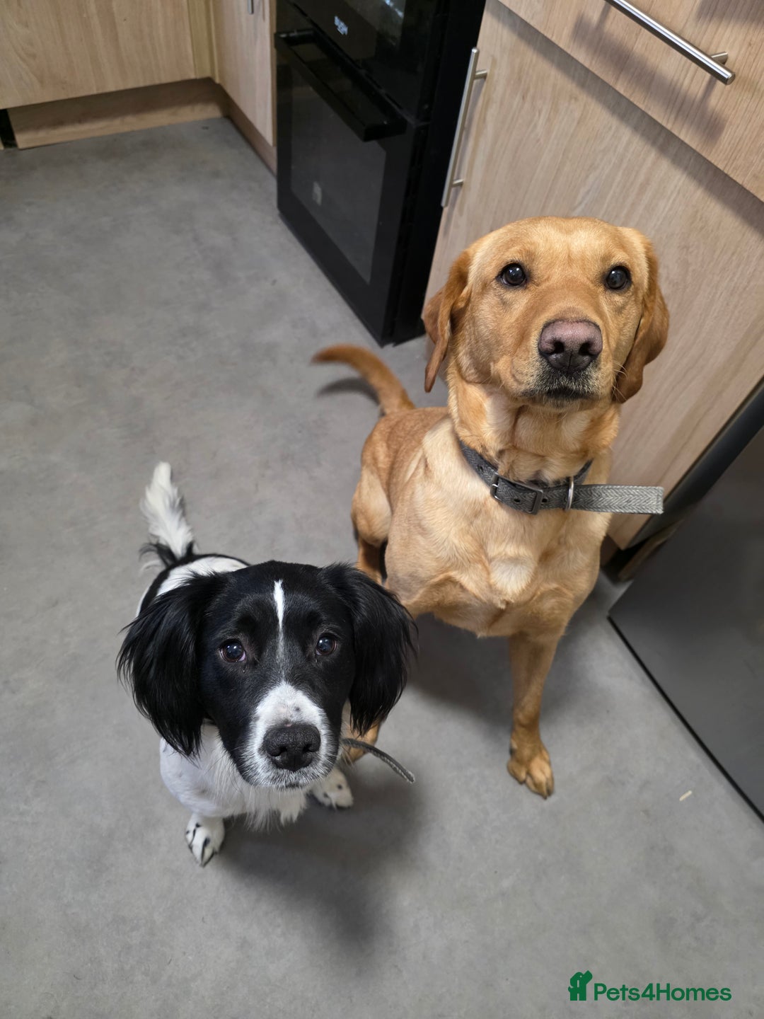 Sprocker dogs for sale: Sprocker spaniel & Golden retriever - Image 1