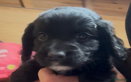 Cockapoo dogs for sale: Cockapoo puppies  - Advert 11