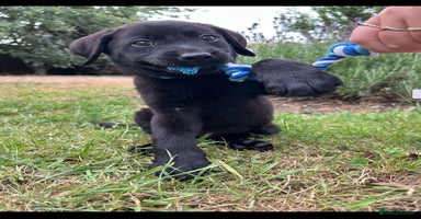 Labrador Retriever dogs - Advert 12