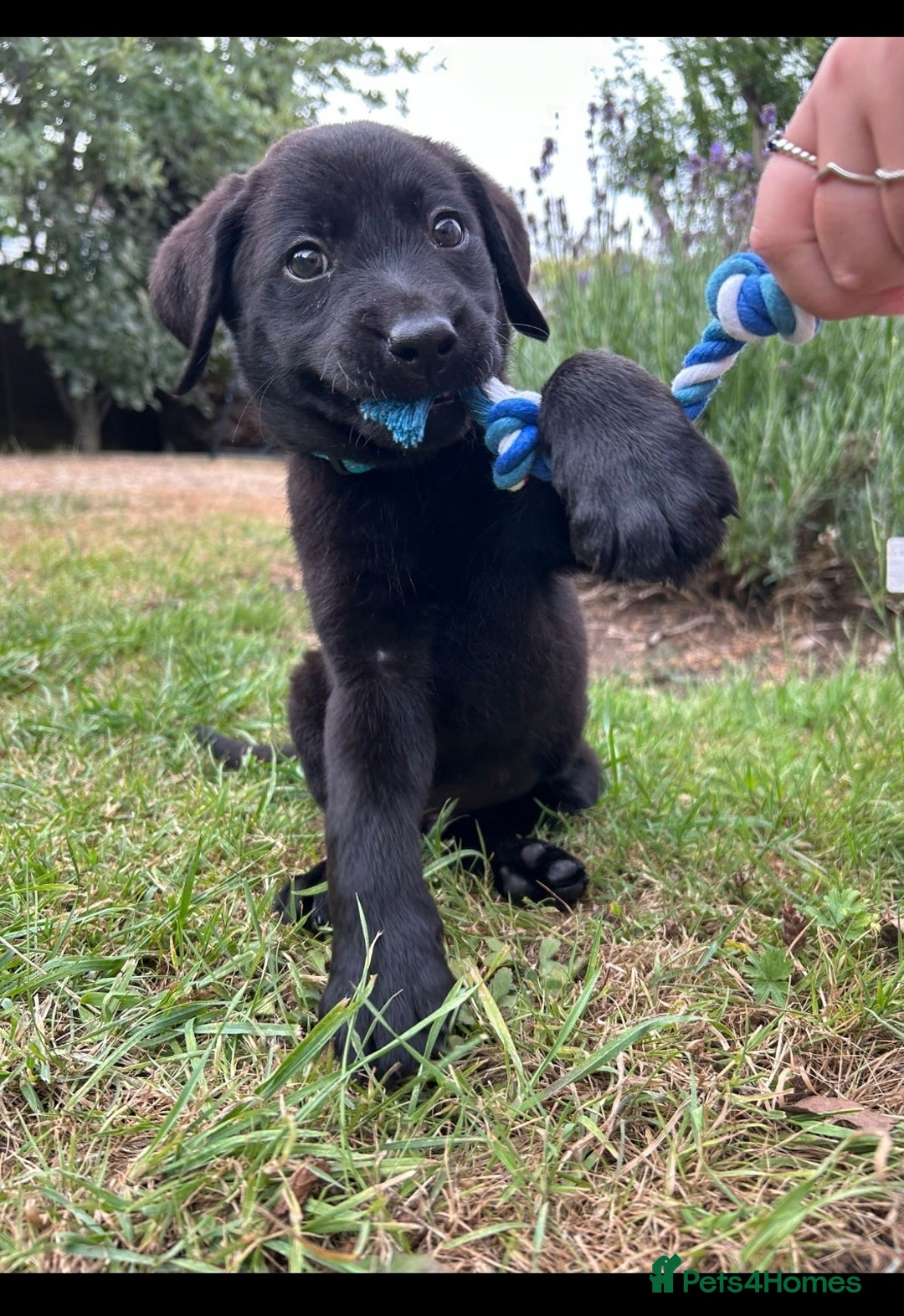 Labrador Retriever dogs for sale: READY NOW. LABRADOR PUPPIES. HEALTH CHECKS DONE  - Image 9