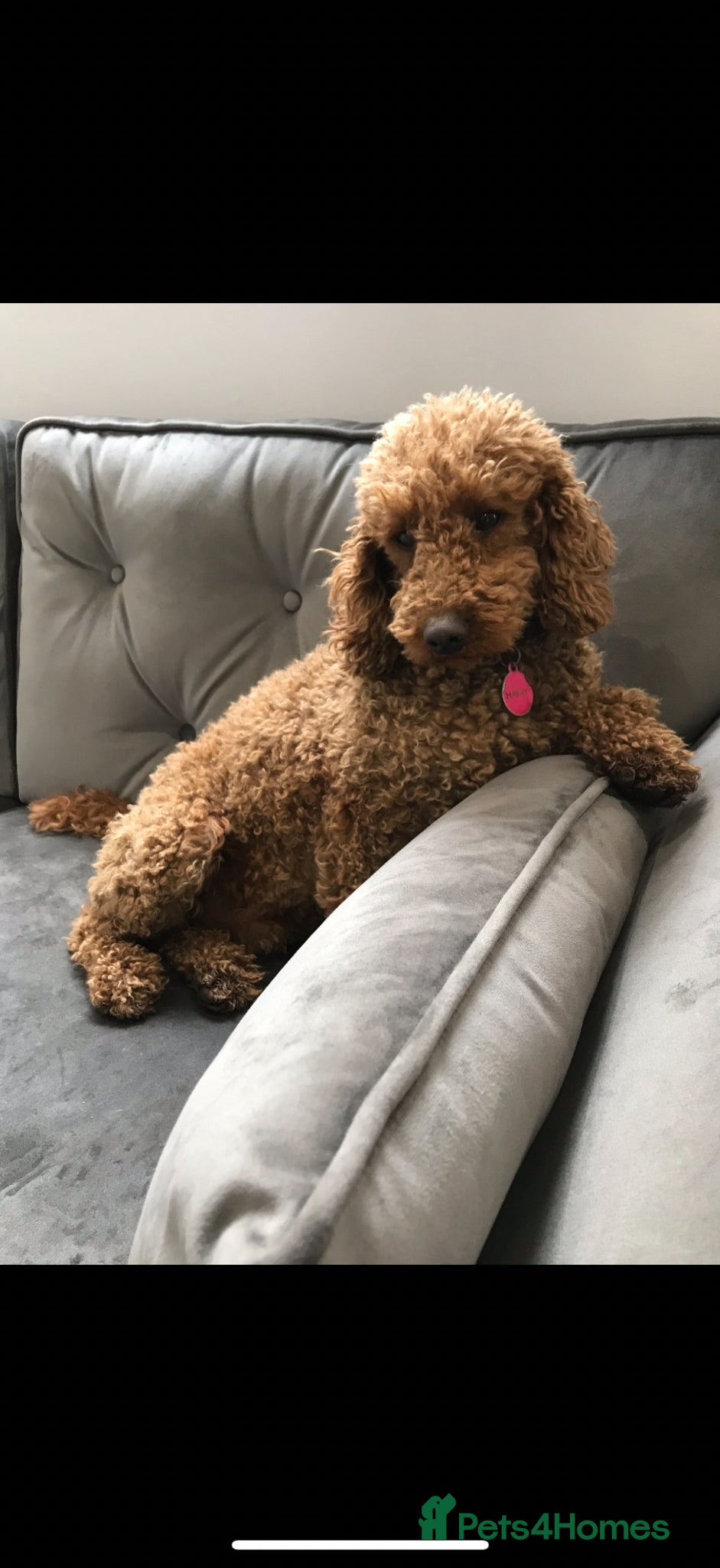 Cockapoo dogs 🐾 BEAUTIFUL F1 COCKERPOOS 🐾 - Advert 2