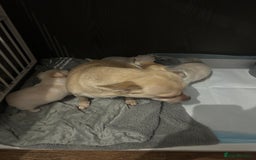 Chihuahua dogs for sale: Puppies chihuahuas 1 boy and 2 little princesses  - Image 10