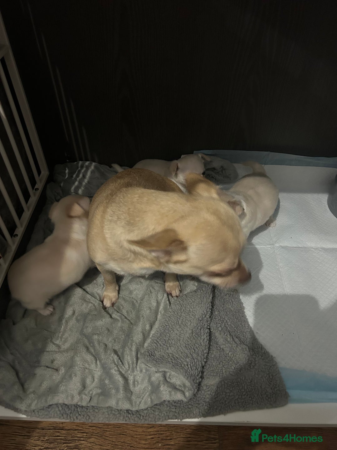 Chihuahua dogs for sale: Puppies chihuahuas 1 boy and 2 little princesses  - Image 10